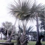Пальма рафия